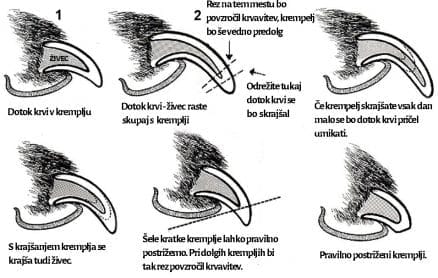 striženje pasjih krempljev