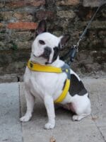 pasja step in oprsnica mehka podložena rumena francoski buldog