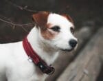 hurtta casual ovratnica podložena rdeča terrier