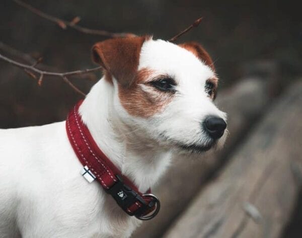 hurtta casual ovratnica podložena rdeča terrier