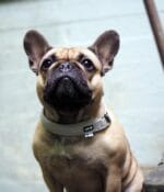 hurtta polzatezna pasja ovratnica podložena lahka trpežna siva francoski buldog
