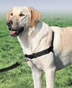 oprsnica proti vlečenju petsafe easy walker na psu labradorcu črna
