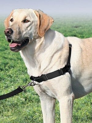 oprsnica proti vlečenju petsafe easy walker na psu labradorcu črna