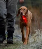 super lučka za pse ruffwear beacon na psu madžarska vižla