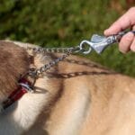 polzatezna ovratnica ruffwear chain reaction martingale ketnca trpežna kvalitetna