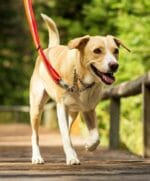 pes na povodcu z polzatezno martingale ovratnico ruffwear chain reaction