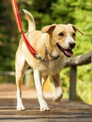 pes na povodcu z polzatezno martingale ovratnico ruffwear chain reaction