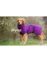 DryupClassic_viola