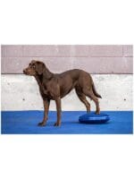 fitpaws balance disc