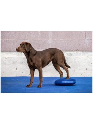 fitpaws balance disc