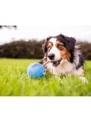 planet dog interaktivna igrača guru