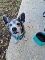 Ruffwear Quencher Spring mountains - slika 3