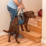 Kurgo Up & About Dog Lifter - slika 3