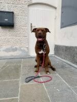 ruffwear_knot a leash