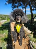 Ruffwear flagline oprsnica LICHEN GREEN - slika 6