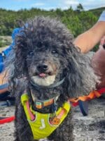 ruffwear flagline oprsnica