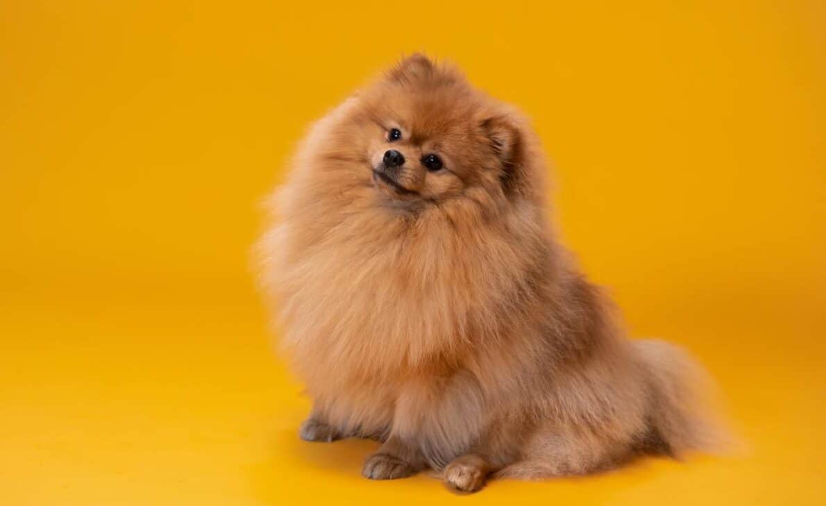 Pomeranec na oranžni podlagi - Photo by KoolShooters: https://www.pexels.com/photo/brown-pomeranian-dog-7683642/