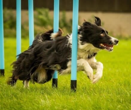 Border Collie teče slalom