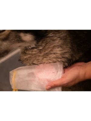 groomers secret šampon za pse