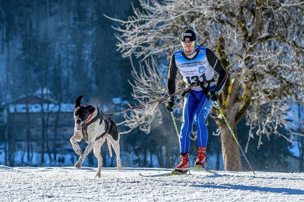 ski joring