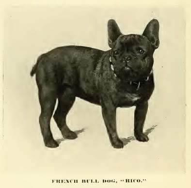 Francoski buldog leta 1890
