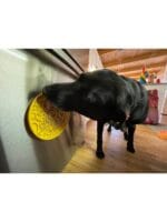 Sodapup lickat Whale - slika 2