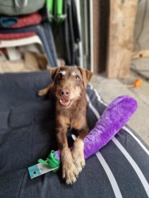 zippy paws jigglerz