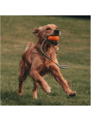 beco pets sling pebble