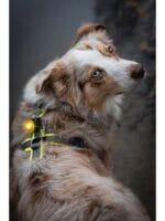 Orbiloc Dog Dual LED lučka - slika 11