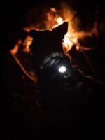 Orbiloc Dog Dual LED lučka - slika 3