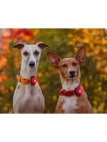 Orbiloc Dog Dual LED lučka - slika 7