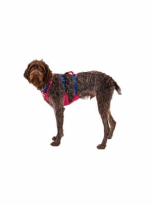 ruffwear flagline oprsnica alpenglow pink