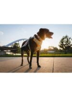 Ruffwear front range oprsnica SPRING MOUNTAINS - slika 4