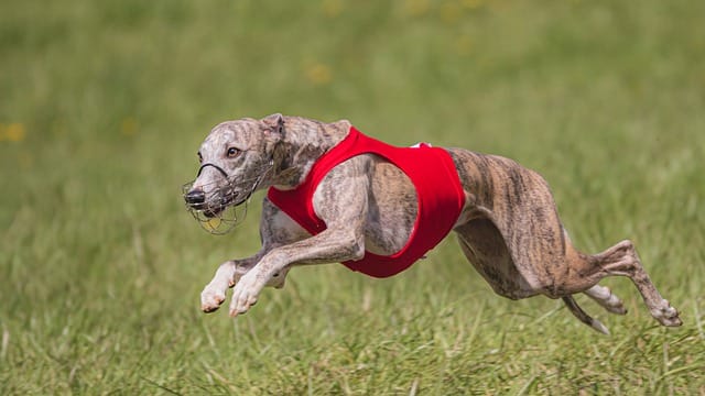 lure coursing