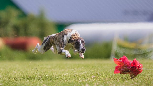 lure coursing tek za vabo