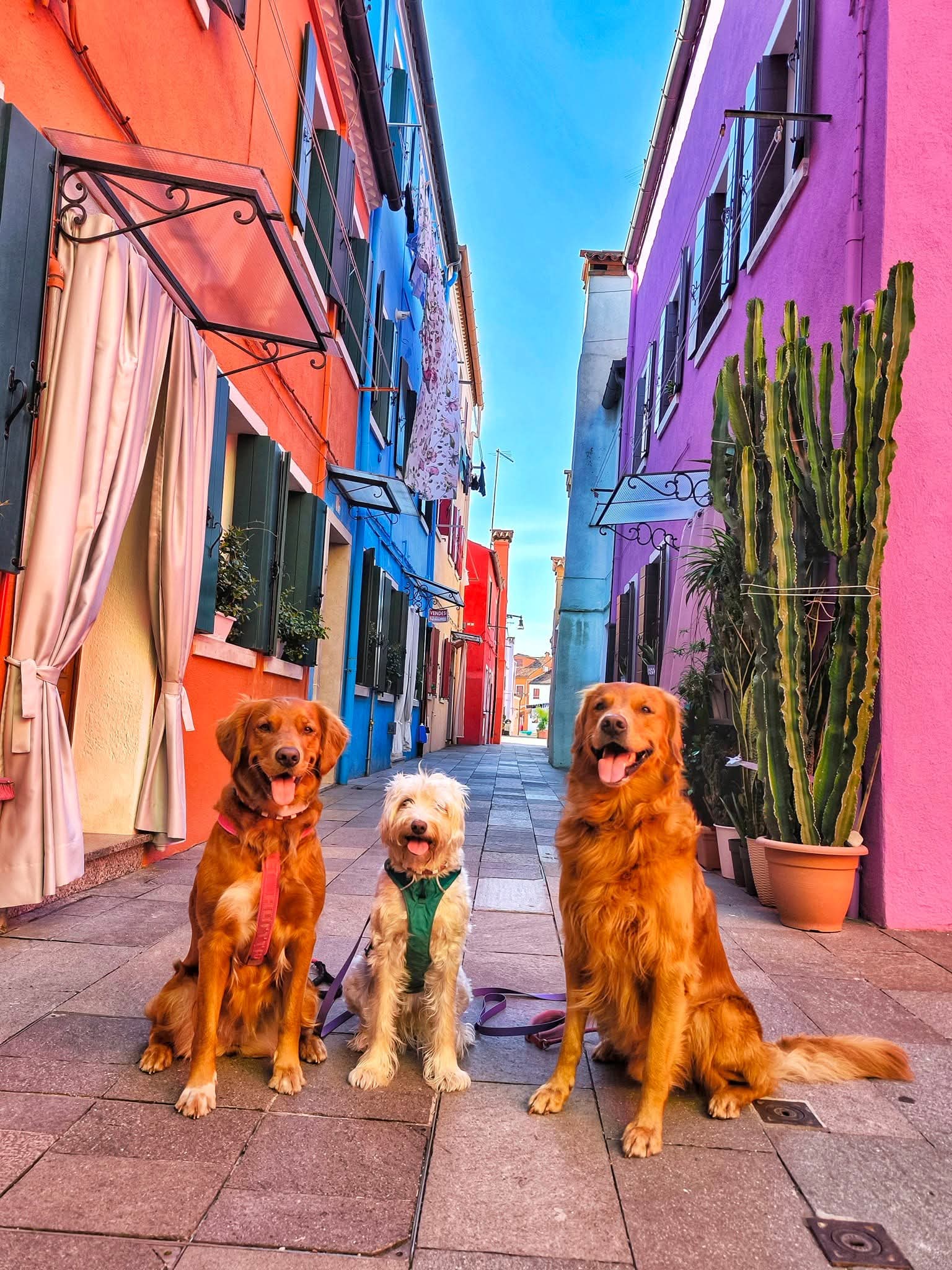 burano italijanski otok obisk s psom s psom na pot potepanje s psom