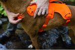 Ruffwear webmaster oprsnica RIVER ROCK GREEN - slika 2