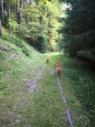 ankova slapova s psom na pot potepanje s psom jezersko 