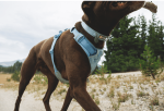 Ruffwear Front Range Flex Ovratnica Polar Blue - slika 2